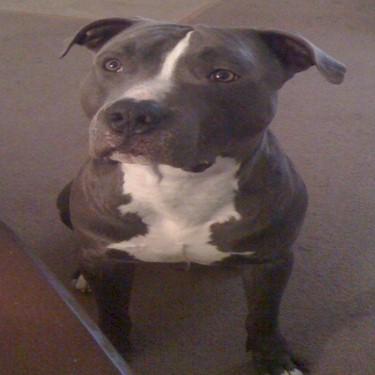 Butlers Zion Pit Bull.jpg